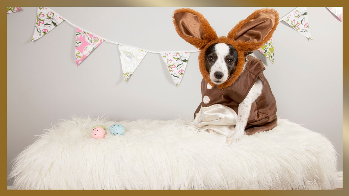 Dog in an Easter Bunny costume